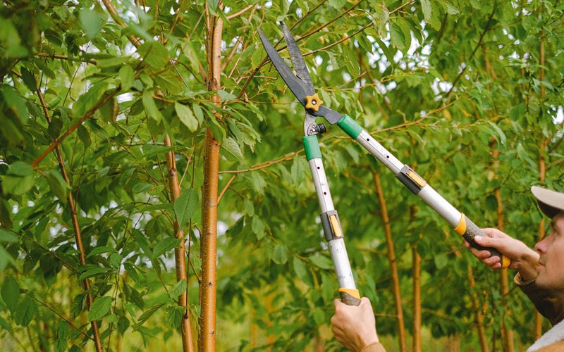 Tree trimming in Pamplin, VA