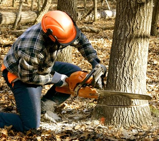 Tree Removal in Pamplin, VA